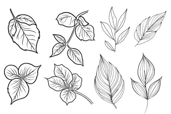 Botanical Line Drawing, Botanical Art: A Versatile Digital Resource for Creatives and Professionals